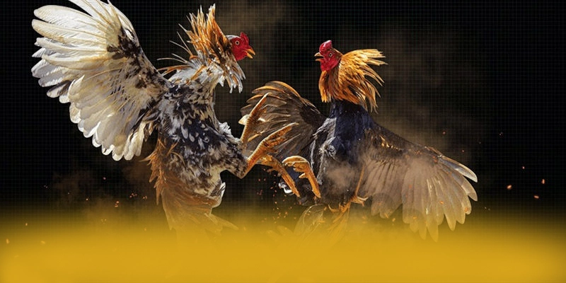 Đánh giá BET88 - Sân chơi chất lượng số 1 Việt Nam