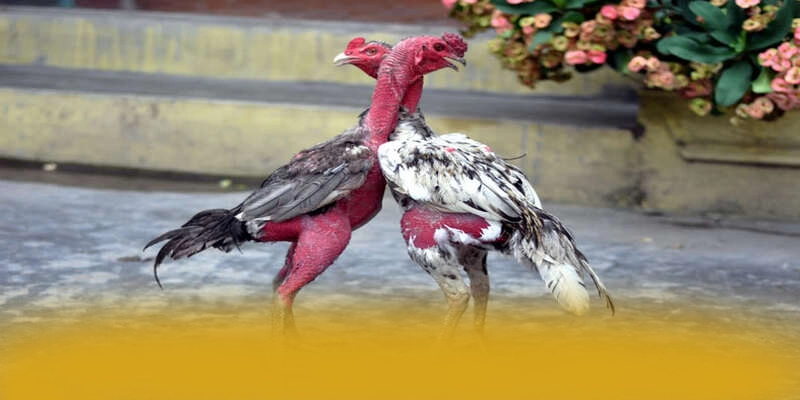 Khuyến mãi giá trị lớn dành cho cộng đồng tại BET168
